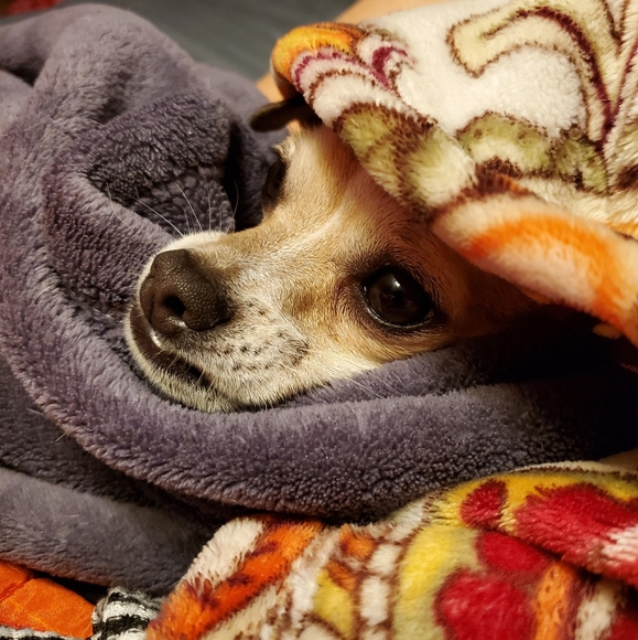 Meet your Posher, Selby - Picture 2 of 4